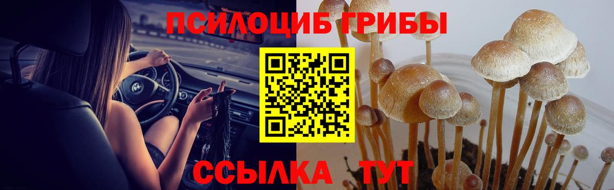 Псилоцибиновые грибы Psilocybe  Вход с VPN  Баксан 